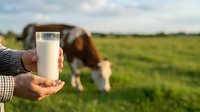 Fresh milk in glass held by farmer with cow grazing in pasture field, representing dairy farming, agriculture, and organic farm produce for food industry use.
