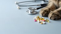 Cat paws near colorful pills and stethoscope on blue surface. Veterinary medicine, pet healthcare, animal treatment concept for medical presentations.