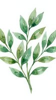 Watercolor botanical illustration of a green leafy branch with multiple oval-shaped leaves in varying shades of green, isolated on white background for design and decoration.