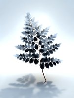 Delicate fern branch with oval leaves in soft blue-gray tones on white background, casting gentle shadow. Minimalist botanical art suitable for modern decor.