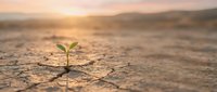 Small green plant seedling growing through cracked dry earth at golden hour sunrise symbolizing hope, resilience and new life emerging from harsh conditions.