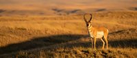 Pronghorn antelope standing on prairie grassland during golden hour sunset with rolling hills and warm light creating dramatic wildlife landscape scene.