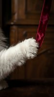 White fluffy cat playing with burgundy velvet ribbon indoors, showing playful behavior and interaction with fabric toy in home environment.