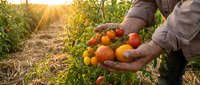 Farmer hands holding fresh ripe tomatoes at sunset in organic vegetable garden. Harvest time concept for healthy eating and sustainable agriculture.