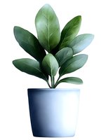 Minimalist houseplant with large green leaves in white ceramic pot on isolated background, suitable for home decor illustrations and botanical design elements.