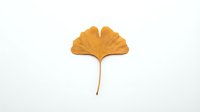 Single golden yellow ginkgo leaf with detailed veining isolated on white background for autumn seasonal design and botanical decoration projects.