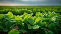 Young soybean plants with vibrant green leaves growing in agricultural field during spring season, suitable for farming and crop production content.