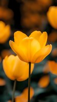 Vibrant yellow tulip in full bloom against dark background, with soft bokeh effect and shallow depth of field creating dreamy spring garden atmosphere.
