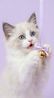 Fluffy white ragdoll kitten with blue eyes playing with a gold bell on a lavender ribbon against a soft purple background.