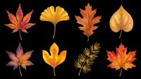 Autumn leaves collection featuring isolated maple, ginkgo, oak and decorative foliage in red, orange and golden yellow tones on transparent background. Ready for t-shirt designs, stickers, clipart and print-on-demand projects.