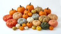 Assorted pumpkins and gourds in various sizes and autumn colors arranged on white background, ready for fall harvest designs, seasonal marketing, and thanksgiving projects.