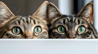 Two curious tabby cats with bright turquoise eyes peeking over edge, showing only top half of their faces in close-up view. Playful feline portrait for pet care and animal blogs.