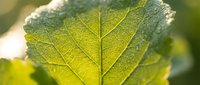Macro shot of a vibrant green leaf with detailed vein structure and water droplets, showcasing natural botanical textures and fresh foliage for nature and environmental design projects.