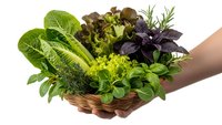 Fresh organic herbs and leafy greens in wicker basket held by hands, featuring basil, lettuce, rosemary for healthy cooking and gardening concepts.