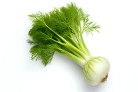 Fresh organic fennel bulb with green fronds isolated on white background, perfect for cooking ingredients, food photography and healthy eating concepts.