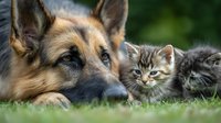 German shepherd dog lying peacefully on grass with adorable tabby kitten resting beside, showcasing interspecies friendship and companionship in outdoor setting.