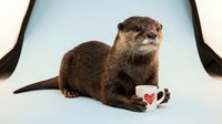 Adorable brown otter sitting with white coffee mug featuring red heart design on clean white background, perfect for wildlife and cute animal projects.