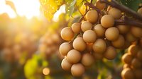 Ripe longan fruits hanging on branch in tropical garden with golden sunlight creating warm glow through leaves.