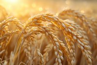 Golden wheat ears in sunlight, close-up view of ripe grain crop ready for harvest in agricultural field during sunset glow.