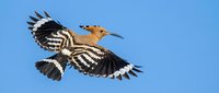 Hoopoe bird in flight with distinctive striped plumage and crest against clear blue sky. Wildlife photography showcasing natural behavior and wing span.