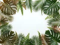 Tropical leaves frame with monstera, palm fronds and ferns creating natural border on white background for summer design projects.