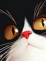 Close-up of black and white cat face with intense amber eyes and pink nose against dark background, creating dramatic contrast for pet portraits.