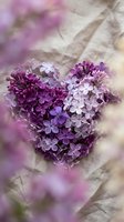Purple lilac flowers arranged in heart shape on wooden background with soft bokeh for romantic spring greeting cards and wedding decorations.