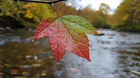 Red and green maple leaf with water droplets hanging over blurred autumn stream background, showcasing seasonal change and natural moisture in fall landscape.