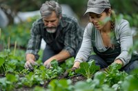 Mature Caucasian man and Hispanic woman in casual wear tending to organic vegetable garden, picking fresh produce and caring for plants in sustainable farming setting.