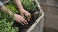 Male gardener with fair skin planting fresh herbs in raised wooden bed outdoors, hands in soil with rosemary and lettuce seedlings for home gardening and organic cultivation.