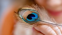 Delicate peacock feather with vibrant blue and turquoise eye pattern in macro photography against soft orange background, showcasing intricate natural details and textures.
