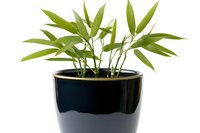 Fresh bamboo shoots with bright green leaves growing in glossy black ceramic pot isolated on white background, suitable for home decor and interior design projects.
