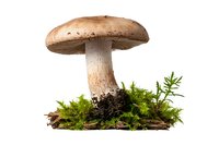Fresh brown mushroom growing on forest floor with green moss and soil, isolated on white background for nature and food design projects.
