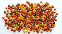 Assorted cherry tomatoes in red, yellow, and orange varieties arranged on white background, isolated for culinary and food design projects.