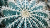 Close-up view of barrel cactus with sharp white spines in geometric pattern. Desert succulent plant with detailed texture for botanical and nature projects.