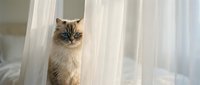 Fluffy blue-eyed Birman cat peeking curiously from behind sheer white curtains in a bright, airy bedroom interior.