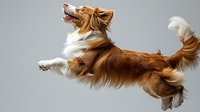 Jumping Shetland Sheepdog in dynamic motion against gray background, displaying agility and grace with flowing brown and white fur coat in mid-leap action pose.