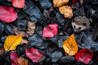 Curious hedgehog peeking through vibrant autumn leaves on dark rocks, creating seasonal contrast with red and yellow foliage against moody background.