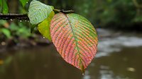 Vibrant autumn leaf with green and coral pink gradient colors showing detailed vein patterns against blurred stream background, water droplets on surface.