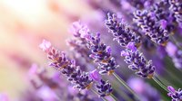 Fragrant purple lavender flowers blooming in soft sunlight with dreamy bokeh background, close-up macro view showing delicate petals and stems.