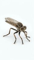Robber fly isolated on white background, showing detailed wings, compound eyes, and bristly legs, suitable for entomology, nature education, and scientific illustration projects.