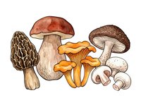 Variety of edible mushrooms including morel, porcini, chanterelle, button and cremini types isolated on white background for culinary and cooking design use.