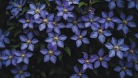 Purple clematis flowers blooming in garden with dark green foliage creating natural floral background for spring and summer botanical designs.