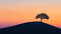 Lone tree silhouette on hilltop against vibrant sunset sky with orange and purple gradient colors creating dramatic minimalist landscape composition.