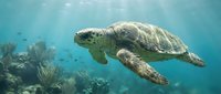 Sea turtle swimming gracefully through crystal clear tropical waters above vibrant coral reef ecosystem with sunlight filtering from surface above.