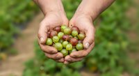 Farmer holding freshly harvested gooseberries in cupped hands over blurred garden background, showcasing organic fruit picking and agricultural harvest.