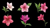 Watercolor flower illustrations featuring pink and magenta blooms with green leaves, isolated on transparent background. Ready for t-shirt designs, clipart, stickers, sublimation, print-on-demand products, and digital crafts.