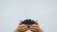 Hands holding fresh blackberries isolated on white background, ready for food and nutrition design projects.
