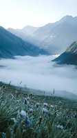 Misty mountain valley with alpine meadow wildflowers in foreground, layered peaks shrouded in fog, serene landscape for nature, travel, and wellness projects.