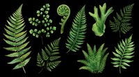 Fern leaves isolated on transparent background, ready for t-shirt design, clipart, stickers, sublimation and print-on-demand projects.